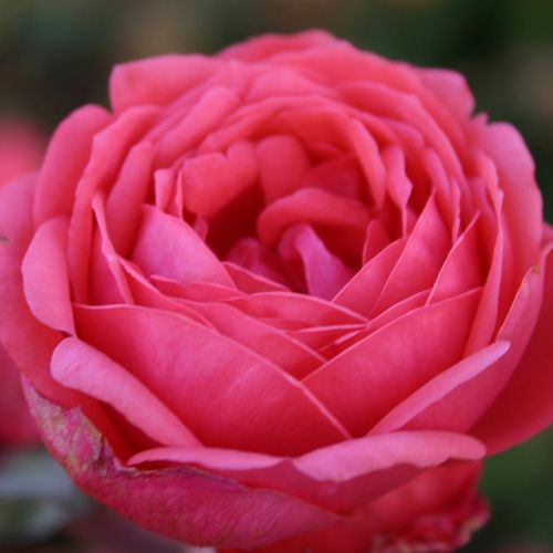 E-commerce, vendita, rose, in, vaso rose floribunde - rosa - Rosa Gartenprinzessin Marie-José ® - rosa intensamente profumata - W. Kordes & Sons - ,-